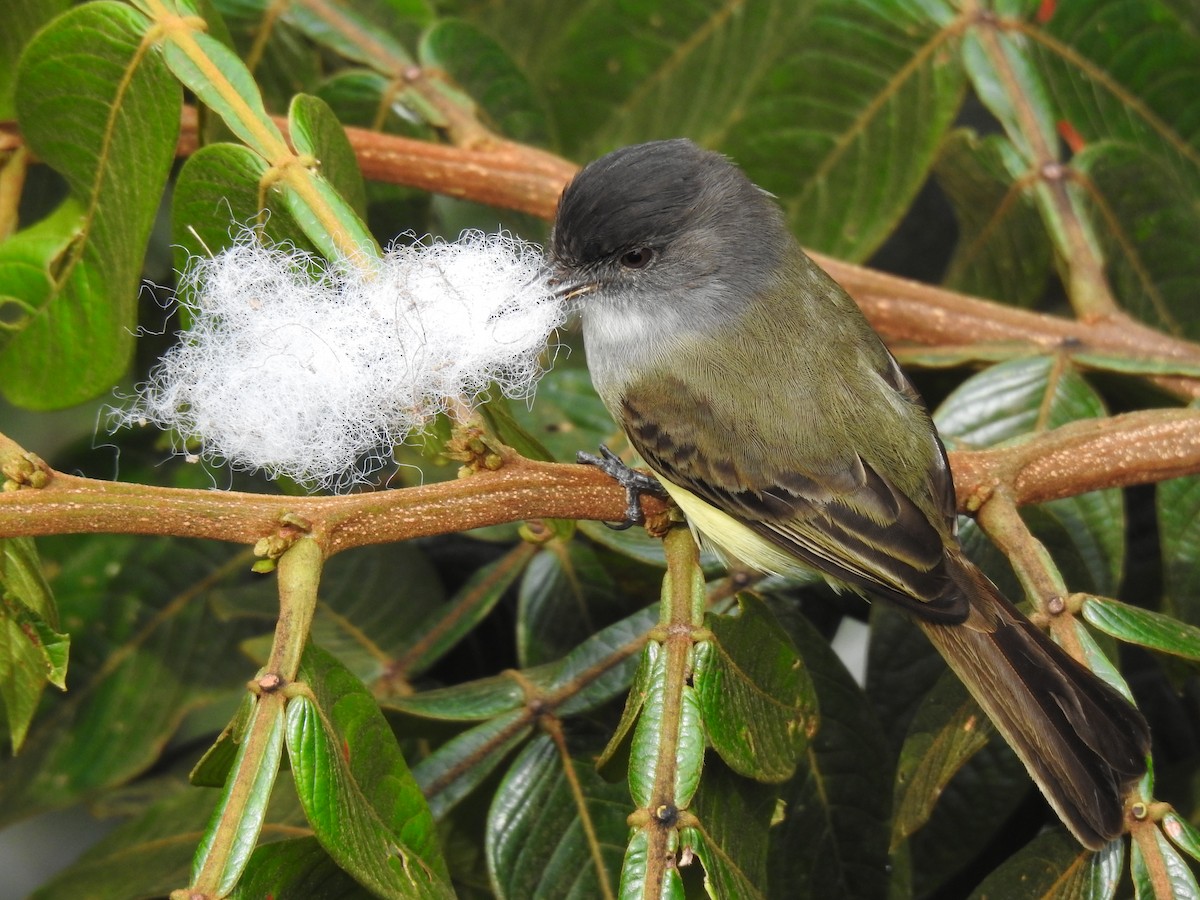 Dusky-capped Flycatcher - Justin Harris