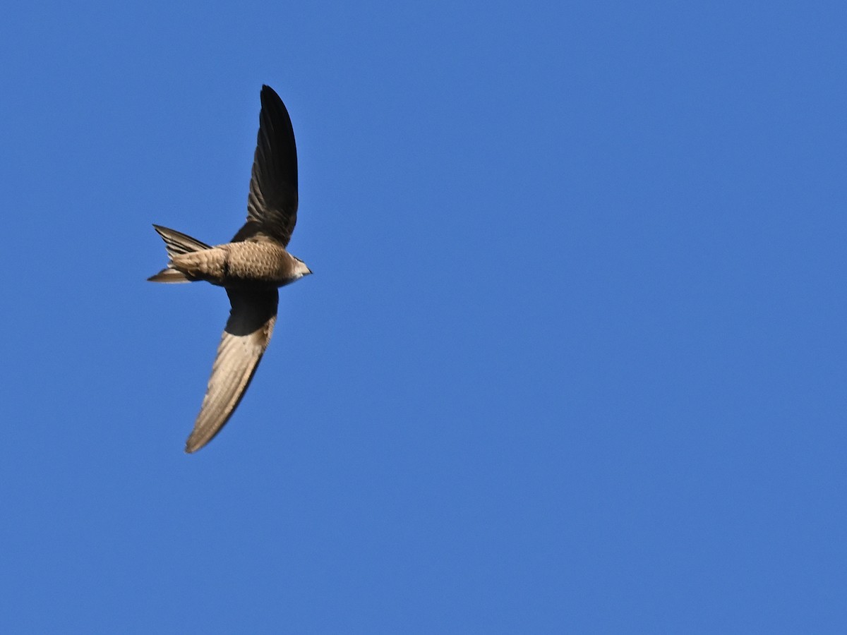 Pallid Swift - Manuel Espenica