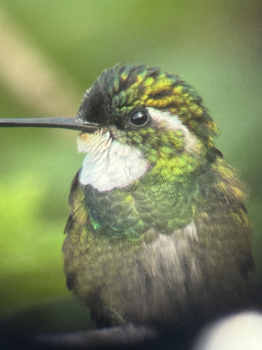 Colibri à ventre châtain - ML618216592