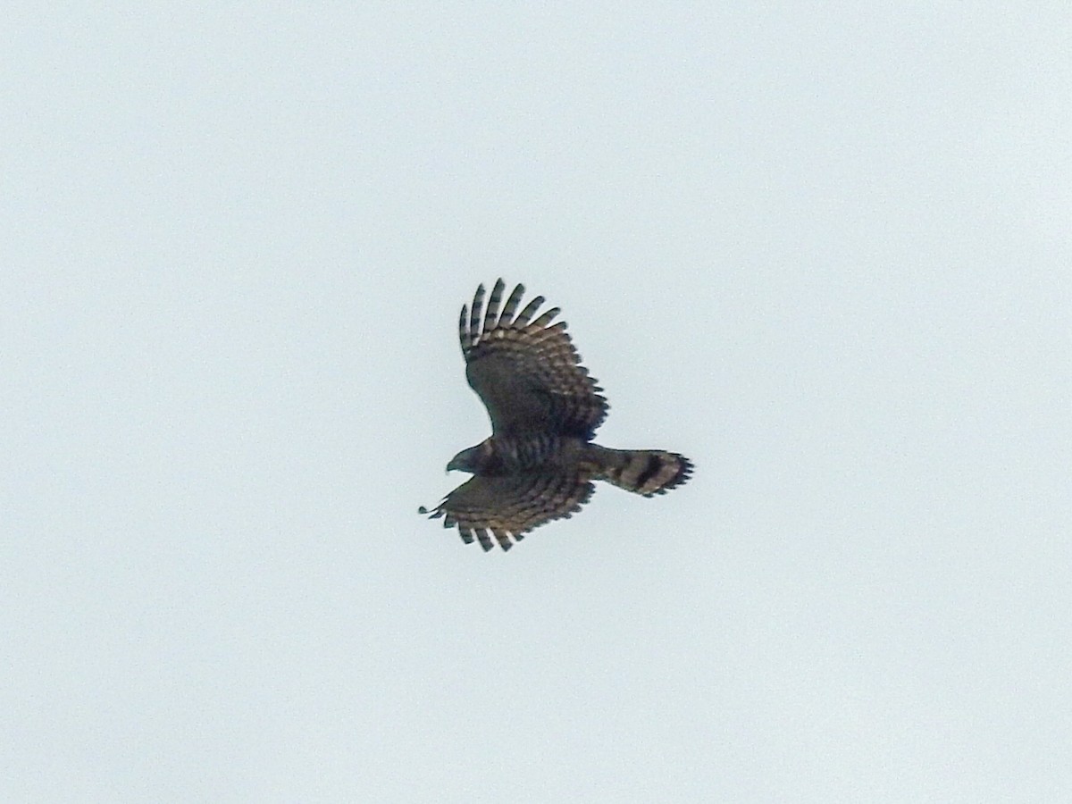 Hook-billed Kite - Daniel Garrigues