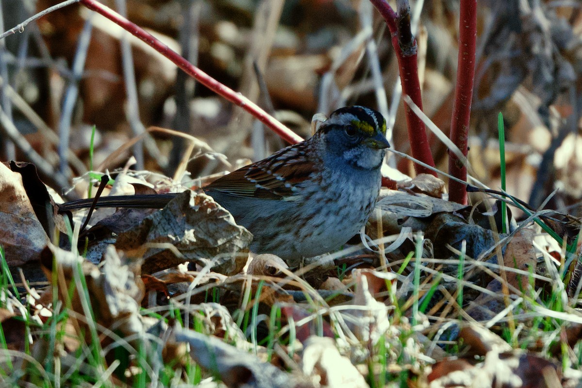 White-throated Sparrow - Bryan Roset