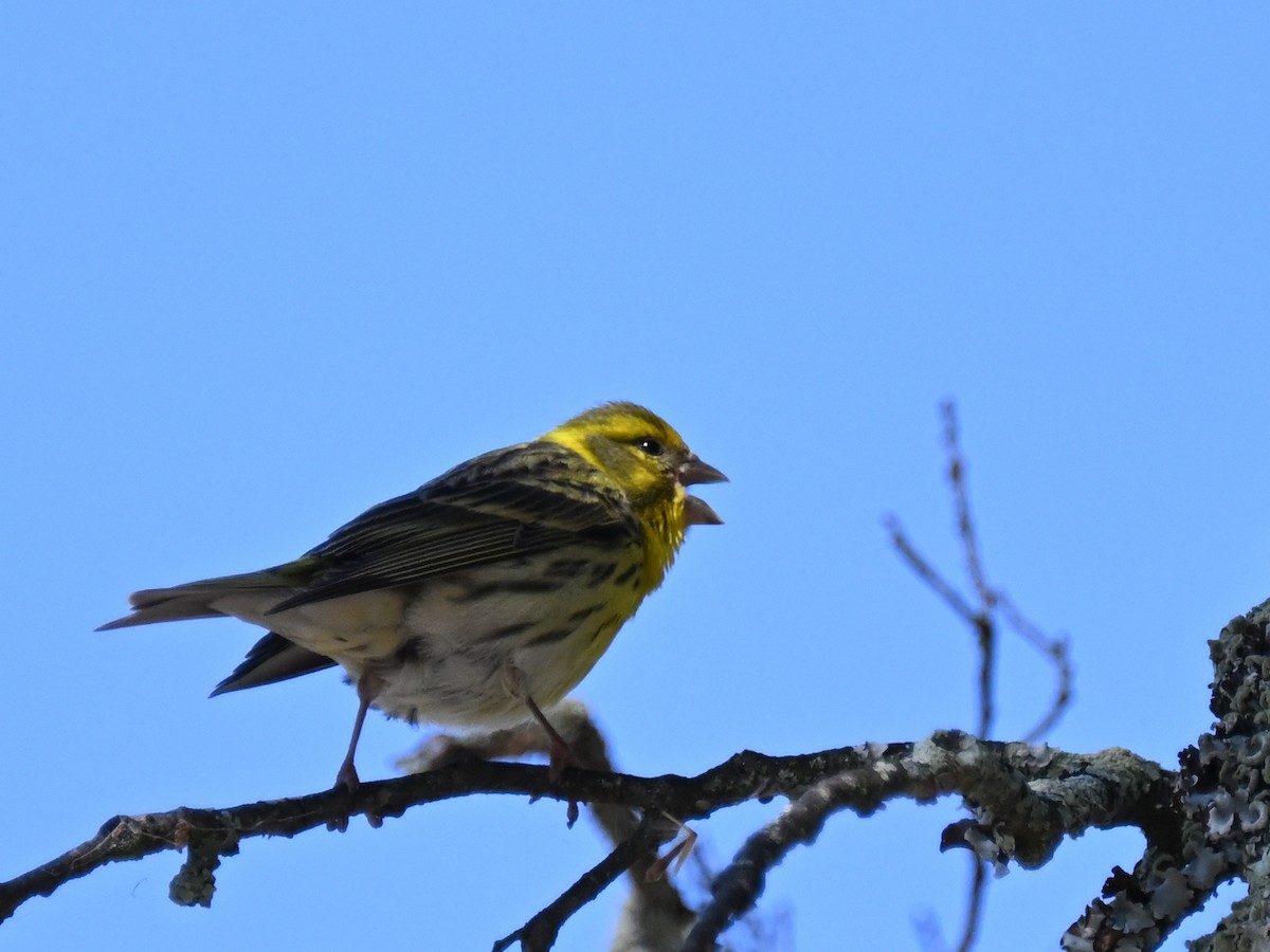 European Serin - Manuel Espenica