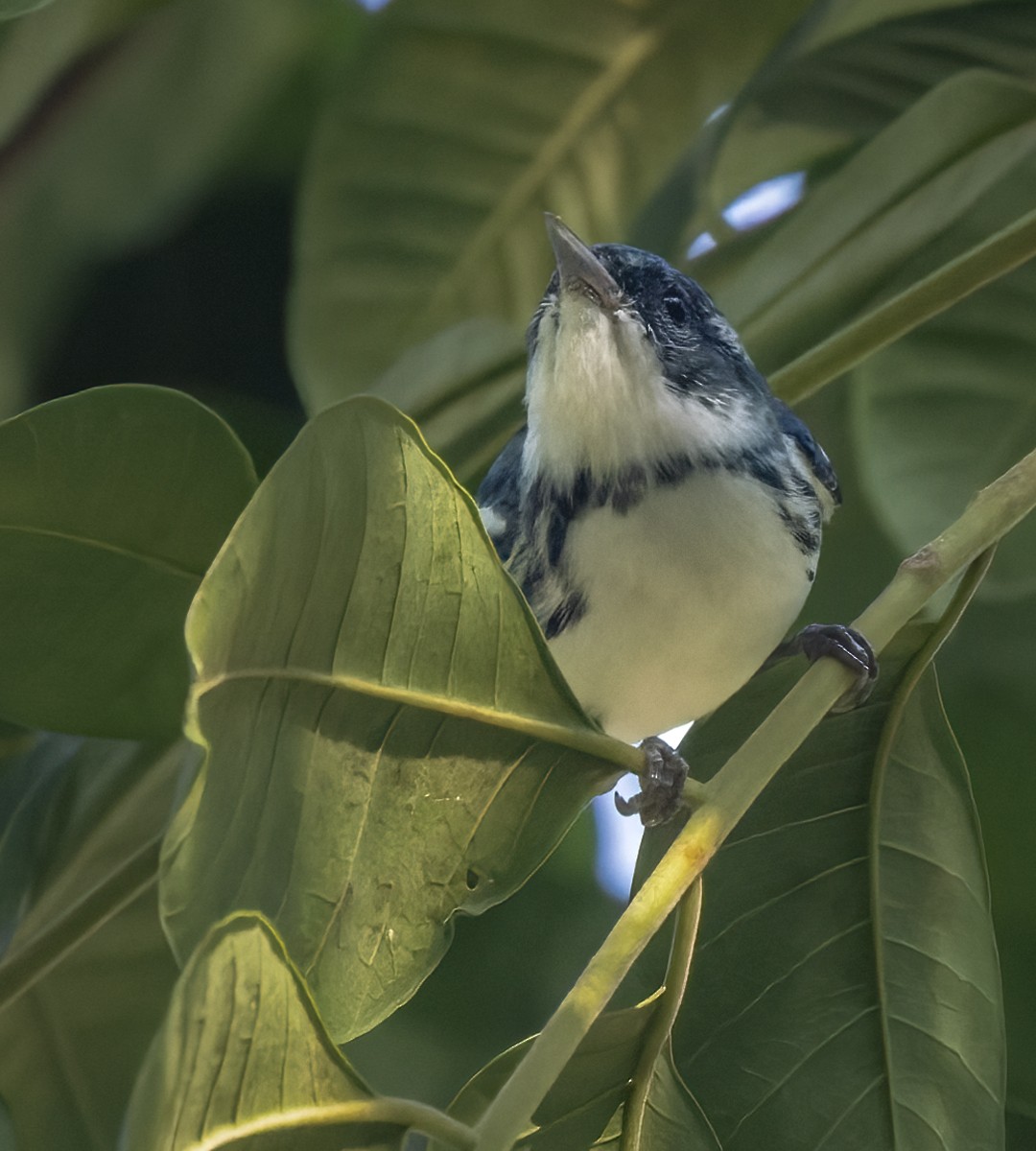 Cerulean Warbler - Lars Petersson | My World of Bird Photography