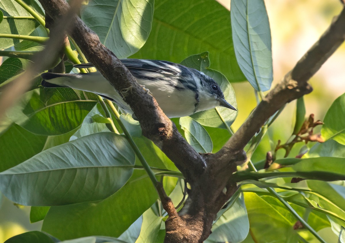 Cerulean Warbler - Lars Petersson | My World of Bird Photography