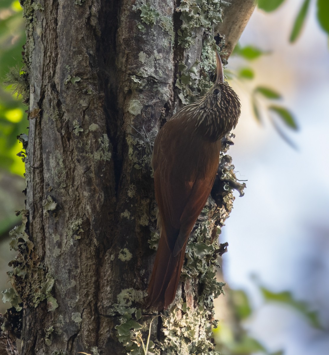 Streak-headed Woodcreeper - Lars Petersson | My World of Bird Photography