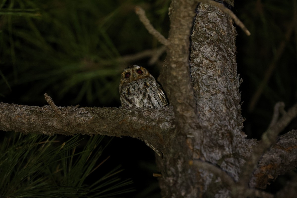 Flammulated Owl - Brian Gibbons