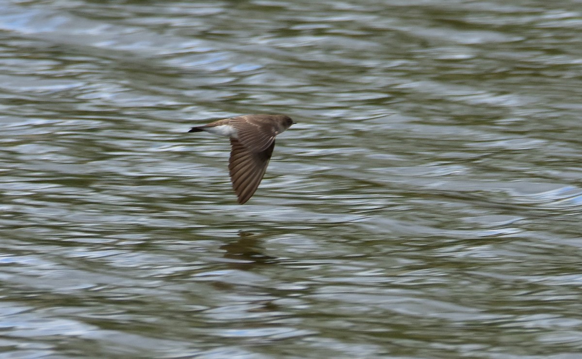 Golondrina Aserrada - ML618216664