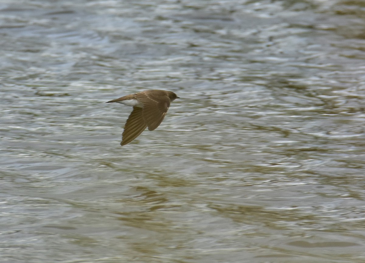 Northern Rough-winged Swallow - Dean Hester