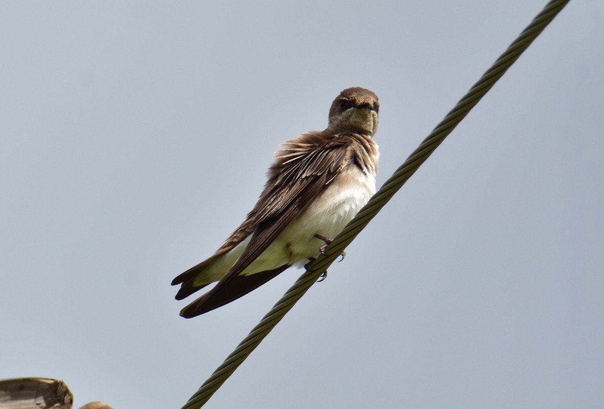 Northern Rough-winged Swallow - Dean Hester