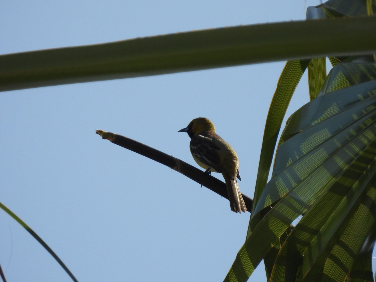 Hooded Oriole - Peggy Gierhart