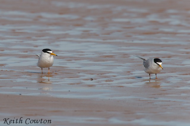 Little Tern - Keith Cowton