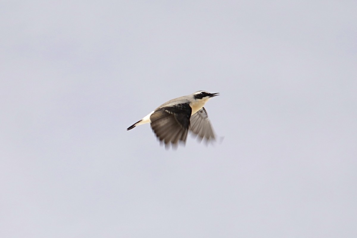 Northern Wheatear - Moritz Schalk