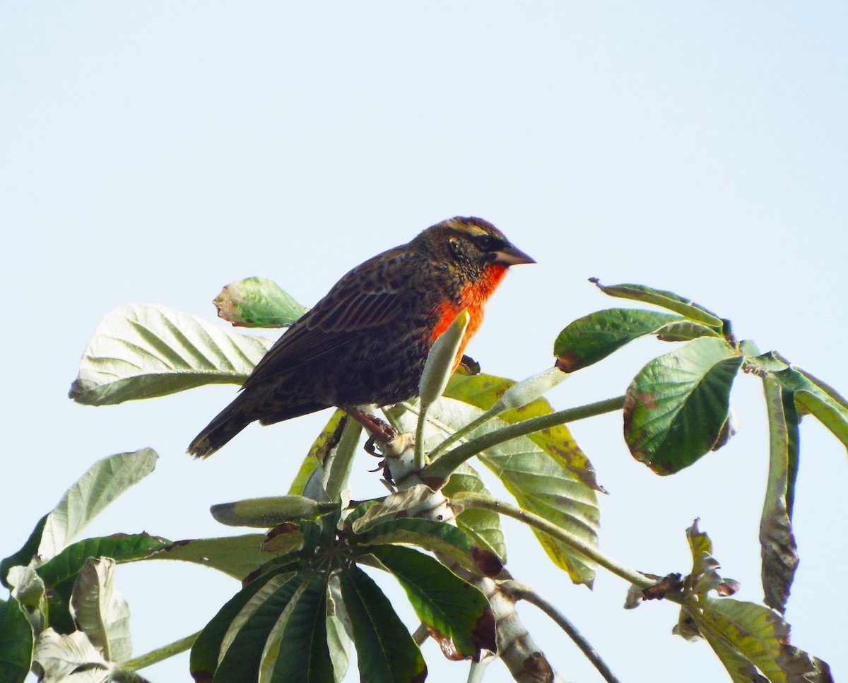 White-browed Meadowlark - Henrique Heidi Horiyshi