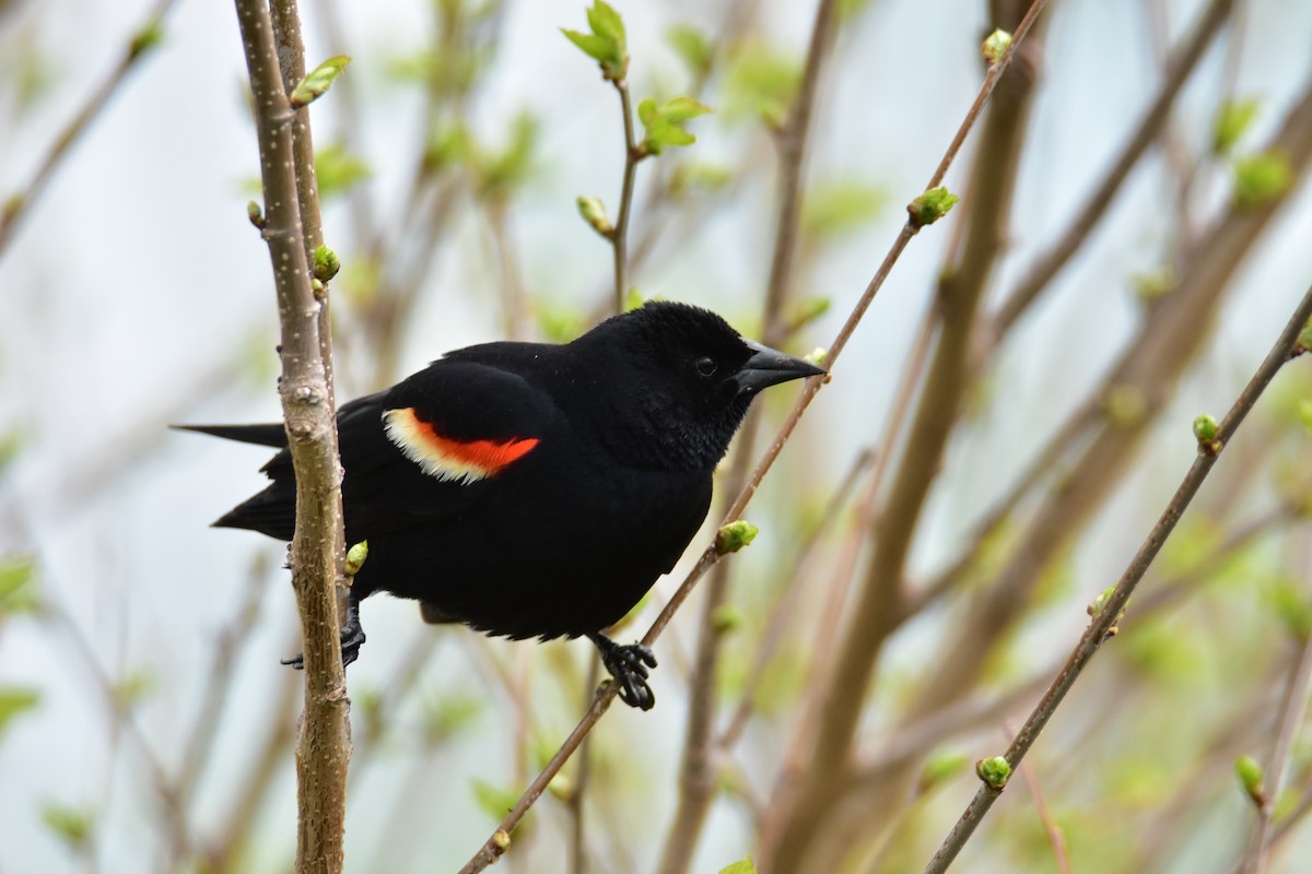 Red-winged Blackbird - Dean Hester