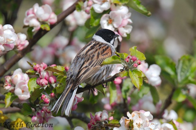 Reed Bunting - Keith Cowton