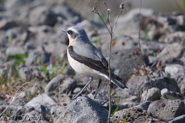 Northern Wheatear - ML618216721