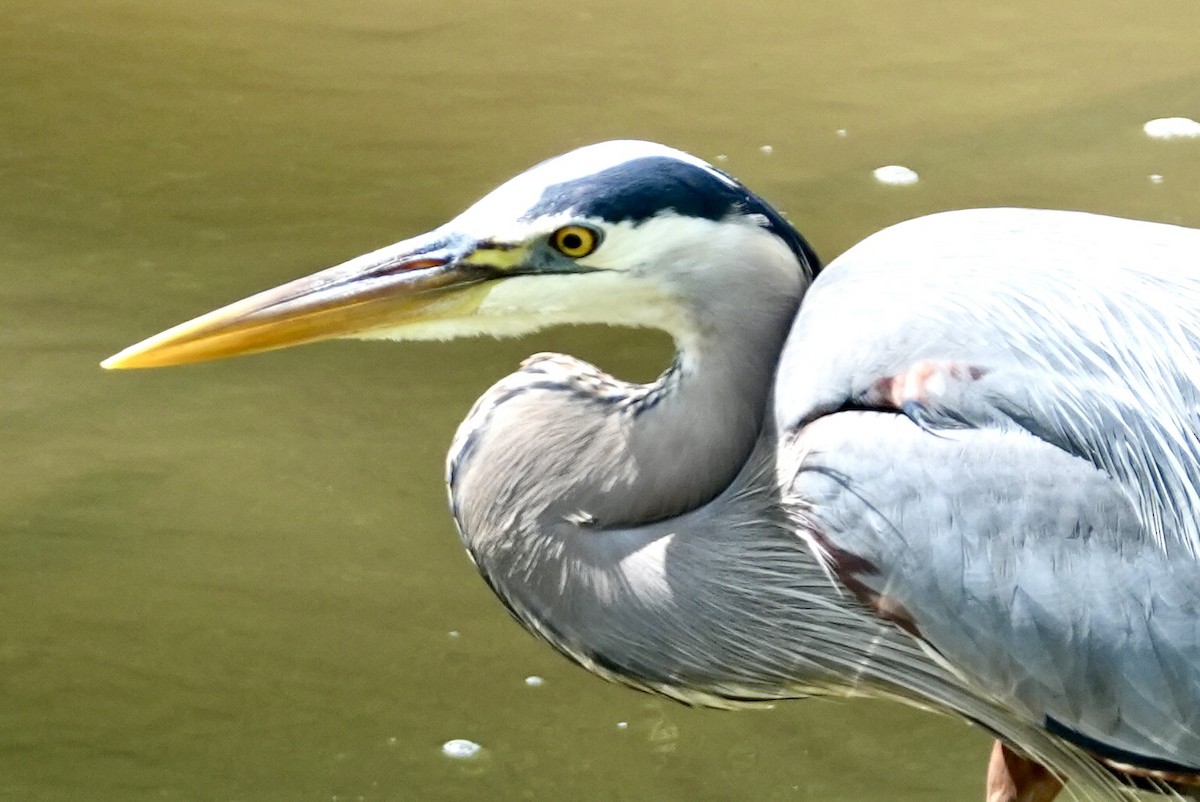 Great Blue Heron - Chris Curl