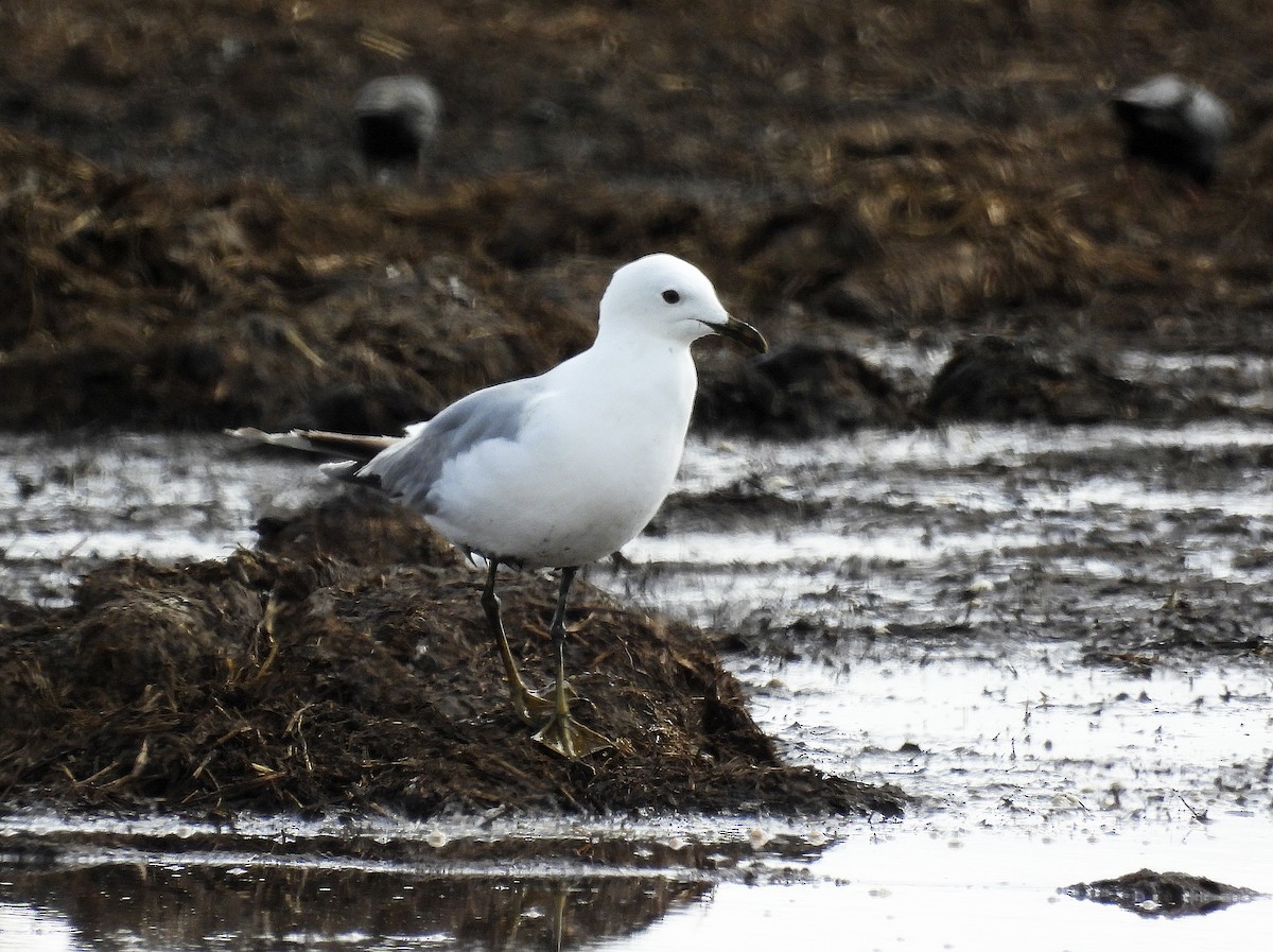 Common Gull - Alfonso Rodrigo