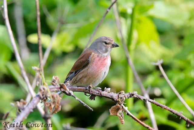 Eurasian Linnet - ML618216741