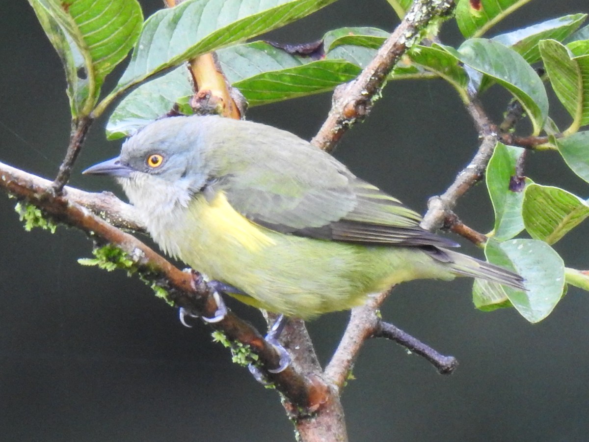 Black-faced Dacnis - Justin Harris