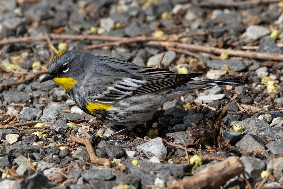 Yellow-rumped Warbler (Audubon's) - John Reynolds