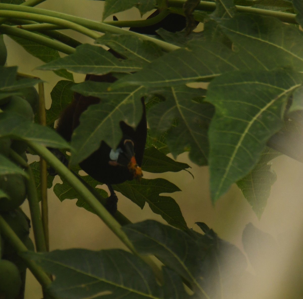 Montezuma Oropendola - Leonardo Guzmán (Kingfisher Birdwatching Nuevo León)