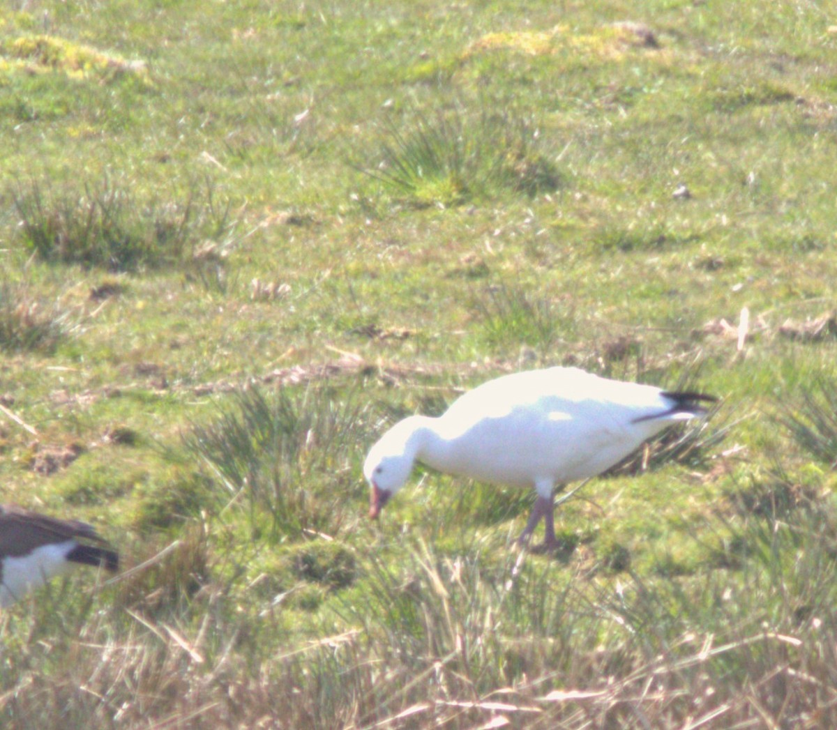 Snow Goose - ML618216761