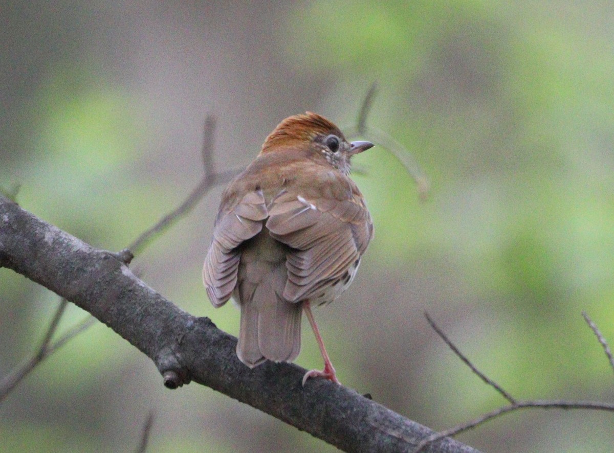 Wood Thrush - MA 2