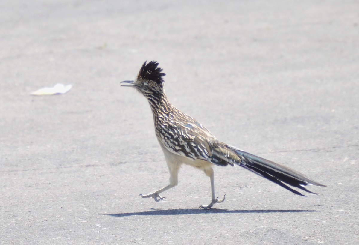 Greater Roadrunner - ML618216779