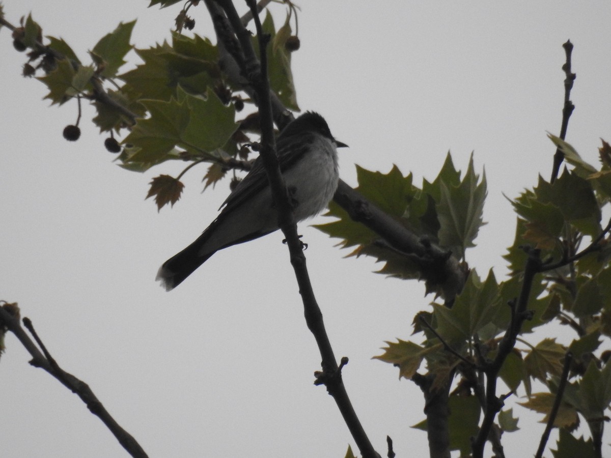 Eastern Kingbird - ML618216786