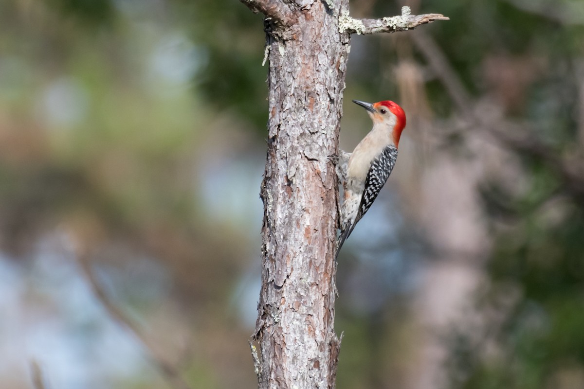 Red-bellied Woodpecker - Gabrielle Harrison