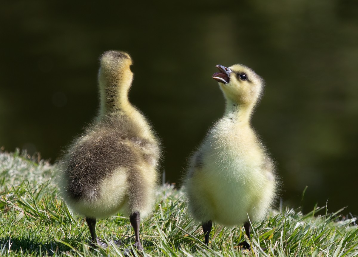 Canada Goose - Cindy Croissant