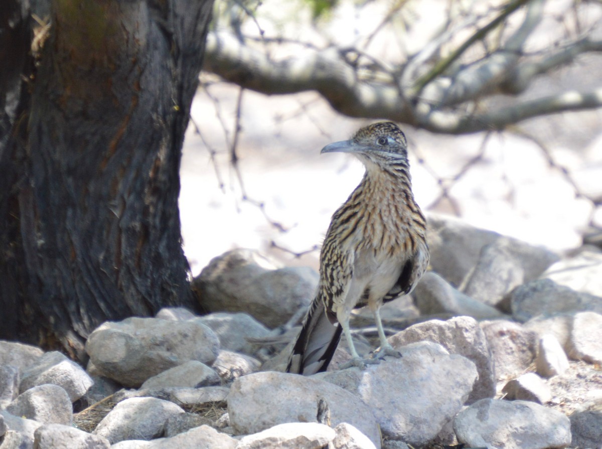 Greater Roadrunner - ML618216809