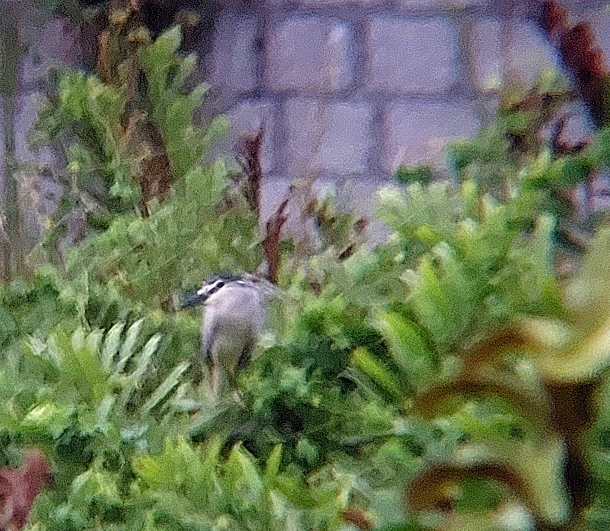 Black-crowned Night Heron - ML618216811