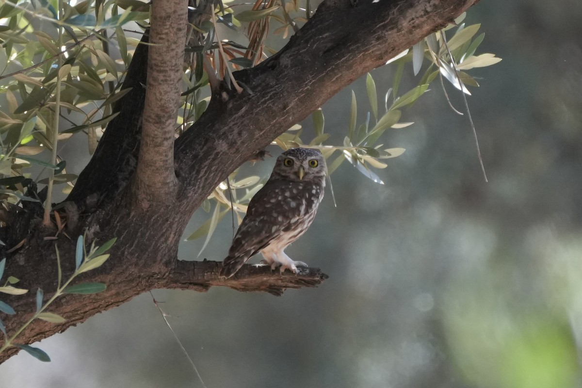 Little Owl - Gerard Ardron