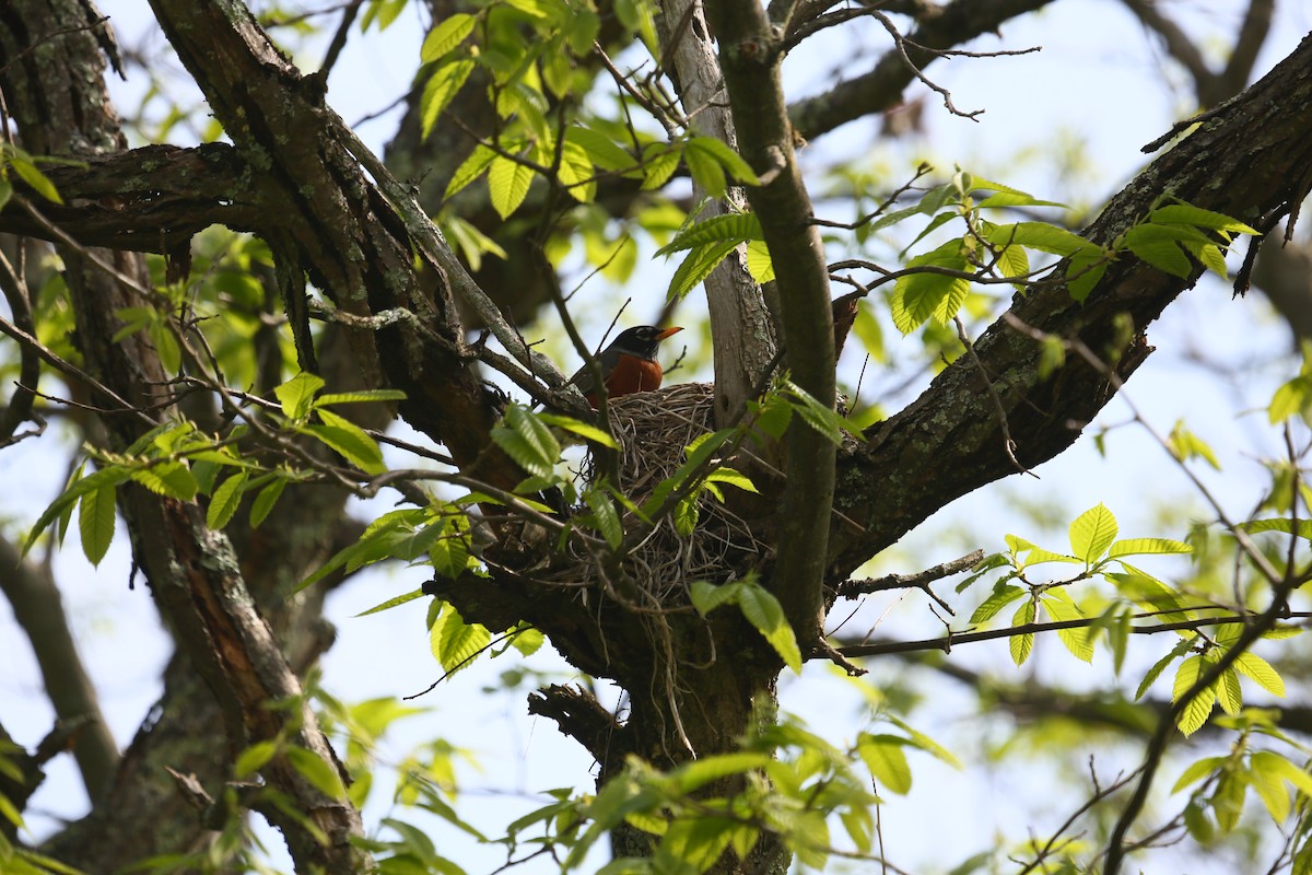 American Robin - Byron Black