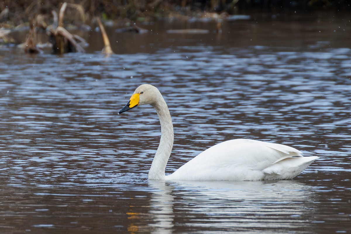 Whooper Swan - Mark Maddock