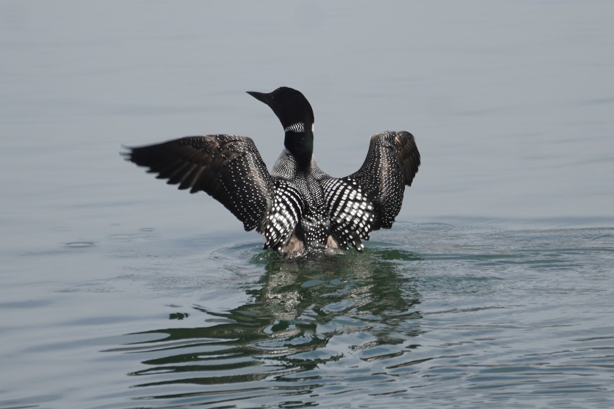 Common Loon - Bruce Bosdet