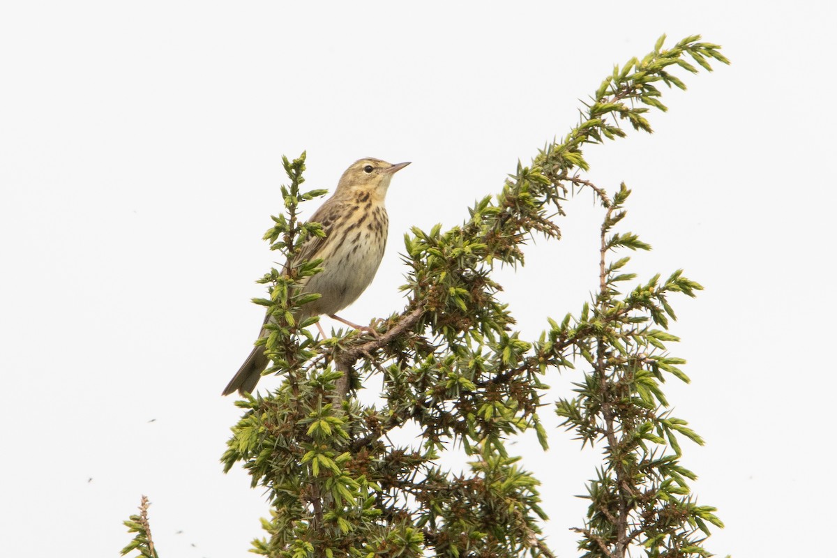 Tree Pipit - Letty Roedolf Groenenboom