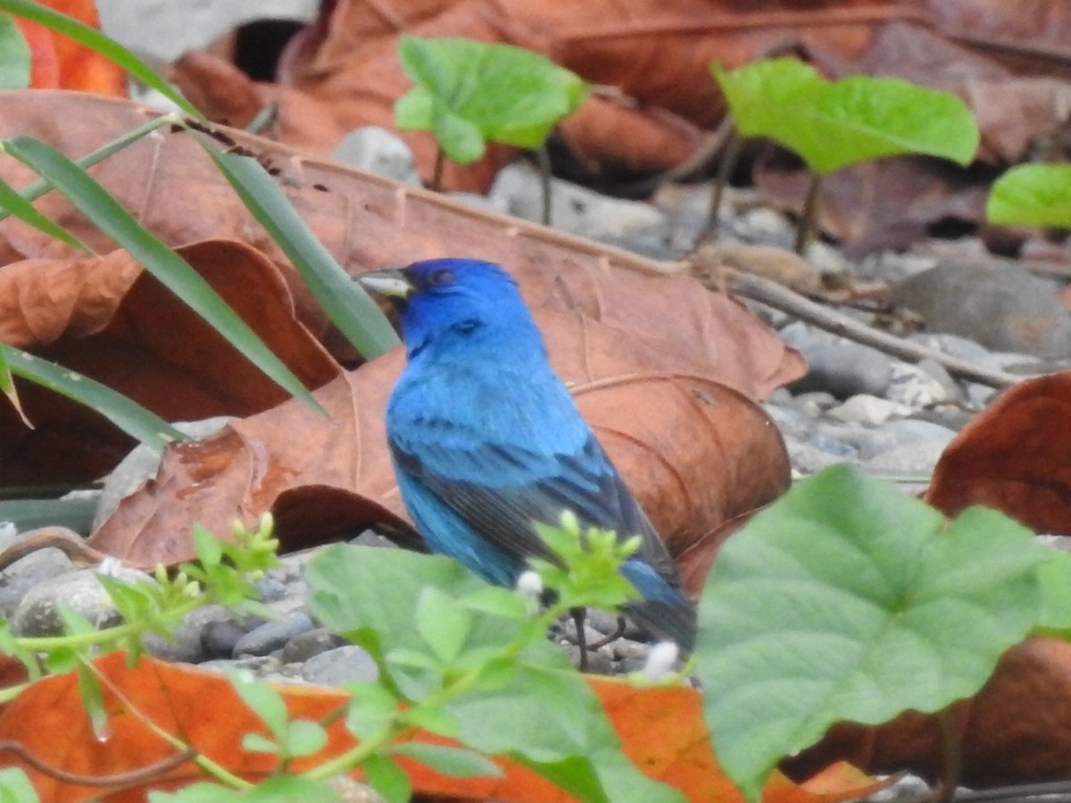 Indigo Bunting - Daniel Garrigues