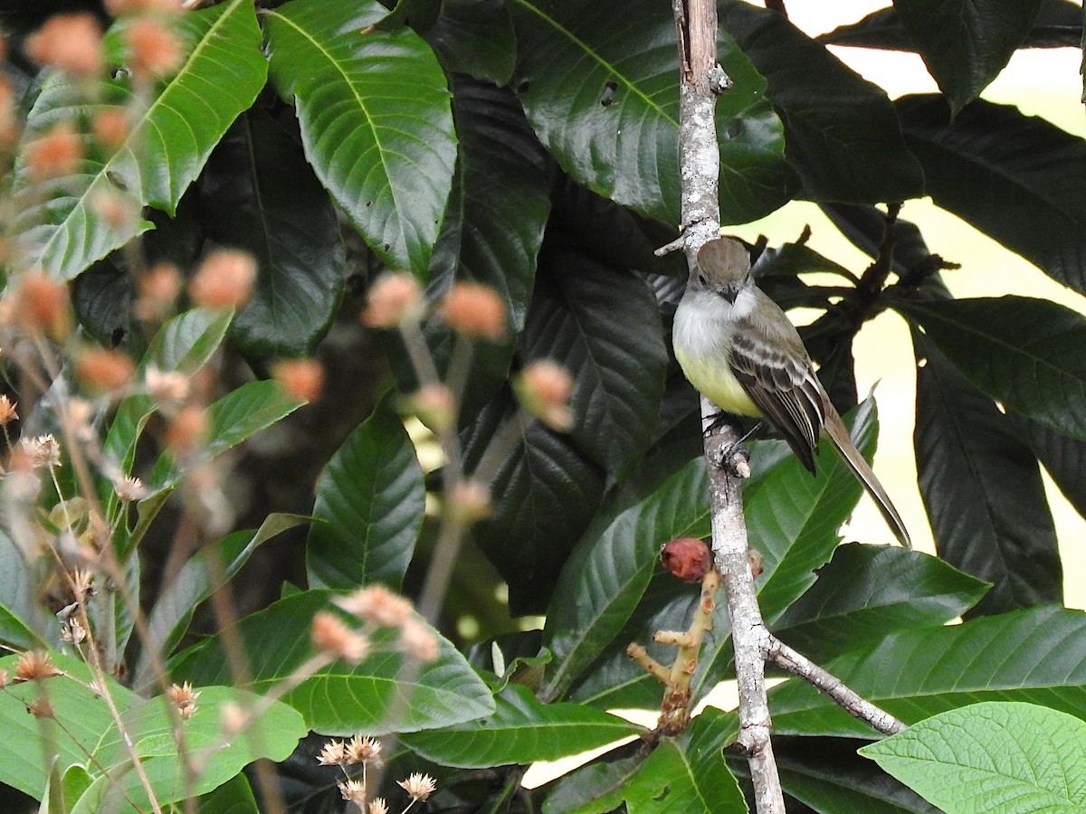 Pale-edged Flycatcher - Alfredo Rosas