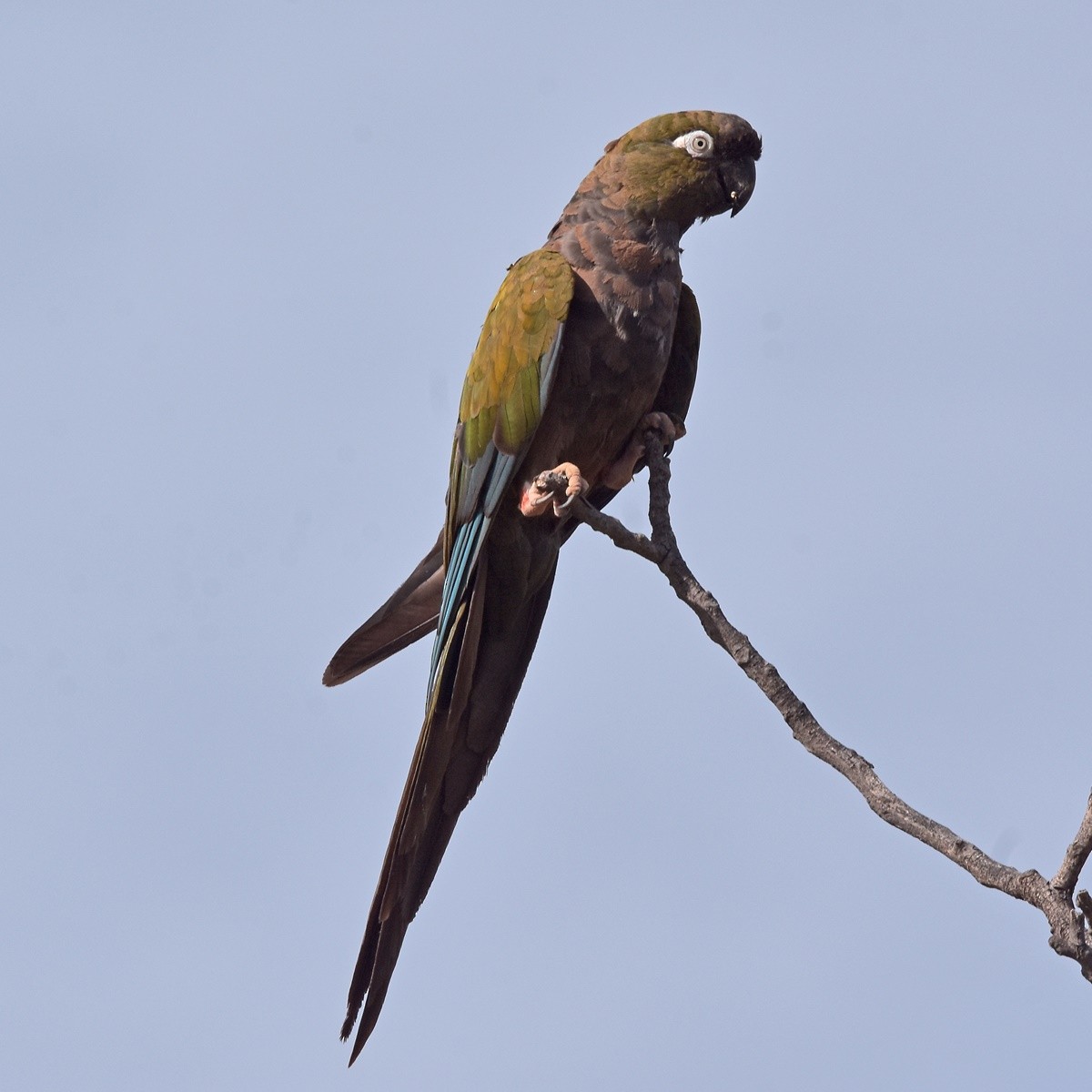 Patagonya Papağanı - ML618216888