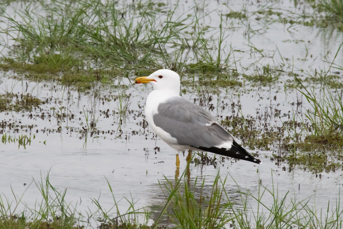 California Gull - Patrick Higgins