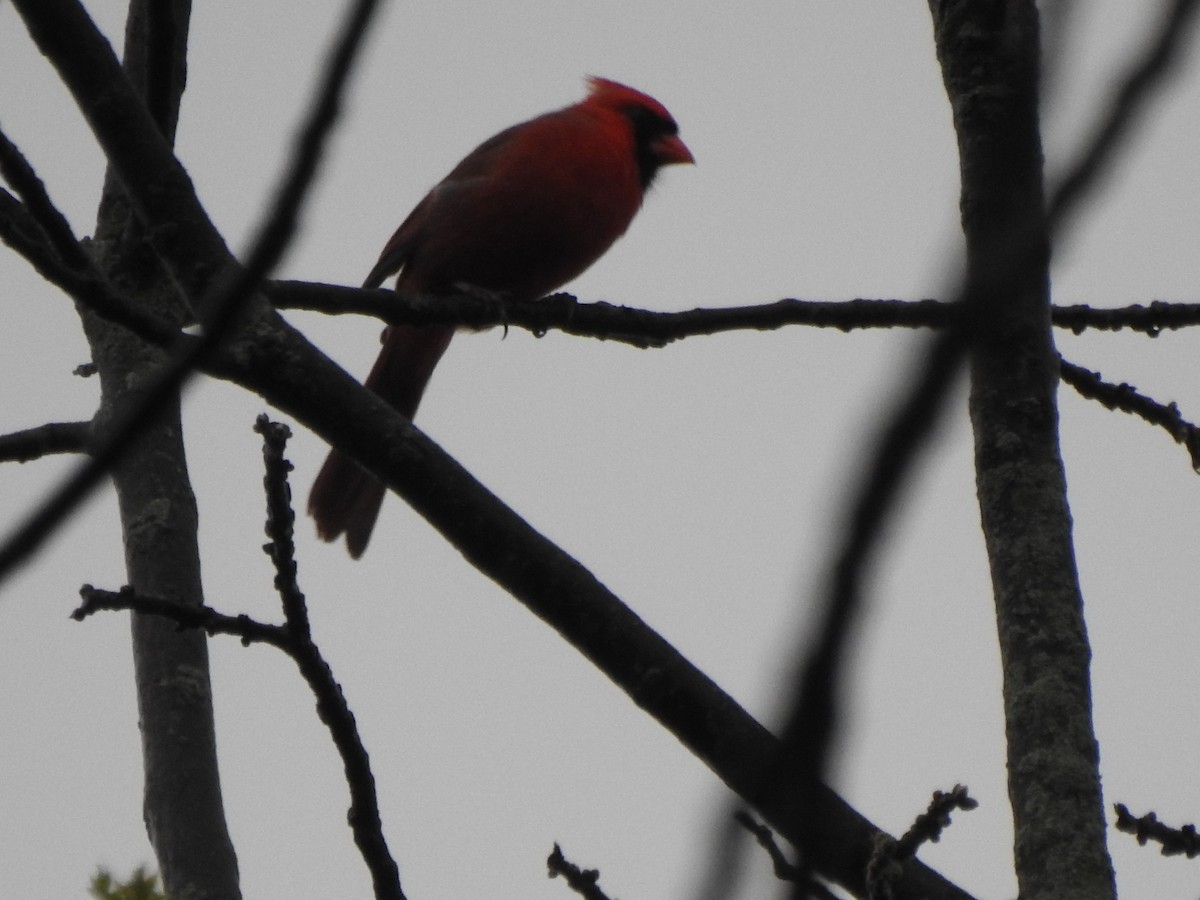 Northern Cardinal - Ron Marek