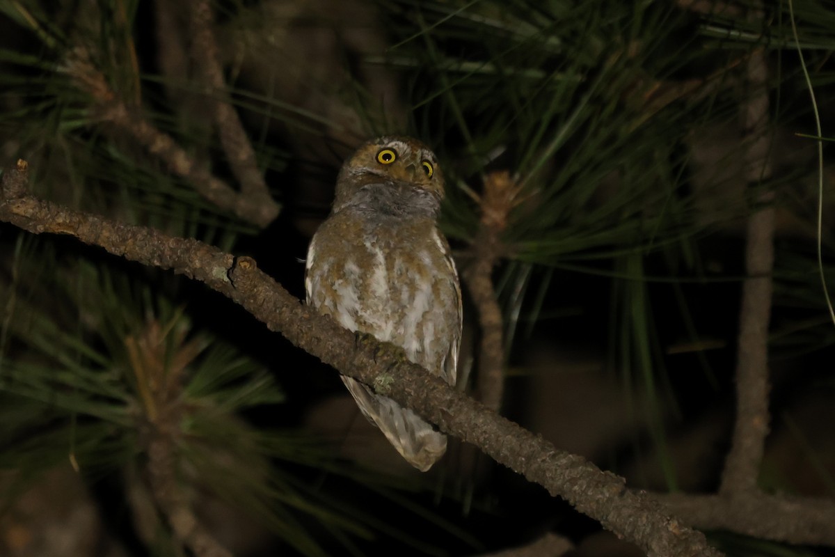 Elf Owl - ML618216909