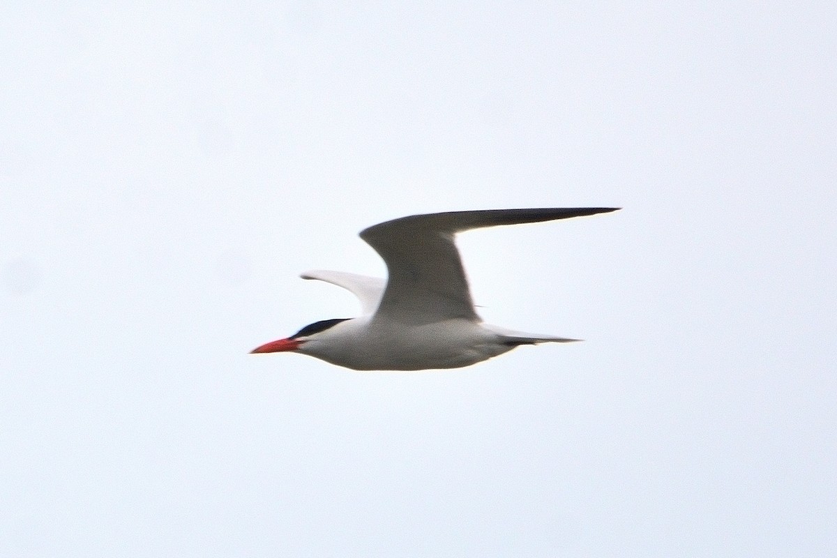 Caspian Tern - ML618216926