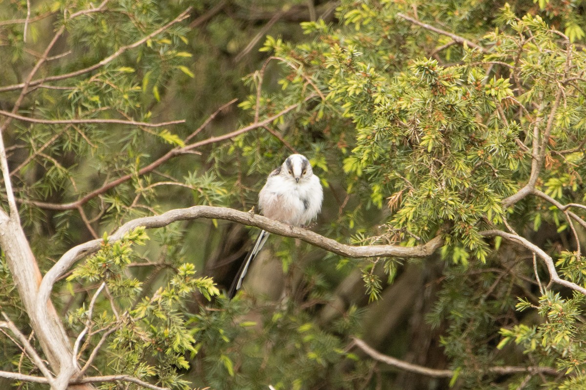 Long-tailed Tit - Letty Roedolf Groenenboom