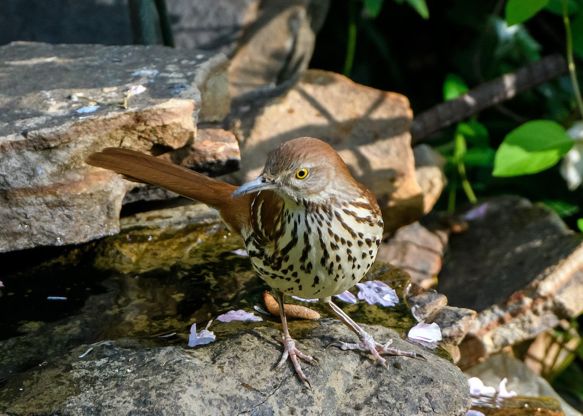 Brown Thrasher - ML618216970