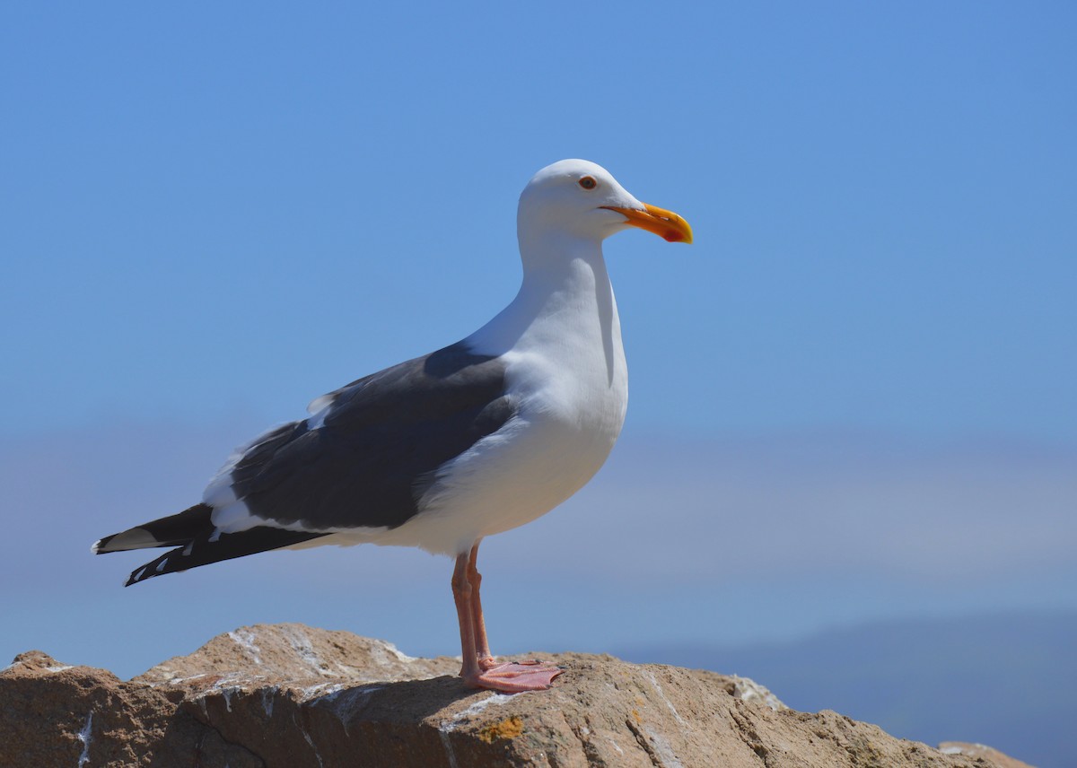 Western Gull - Roland Stuckey