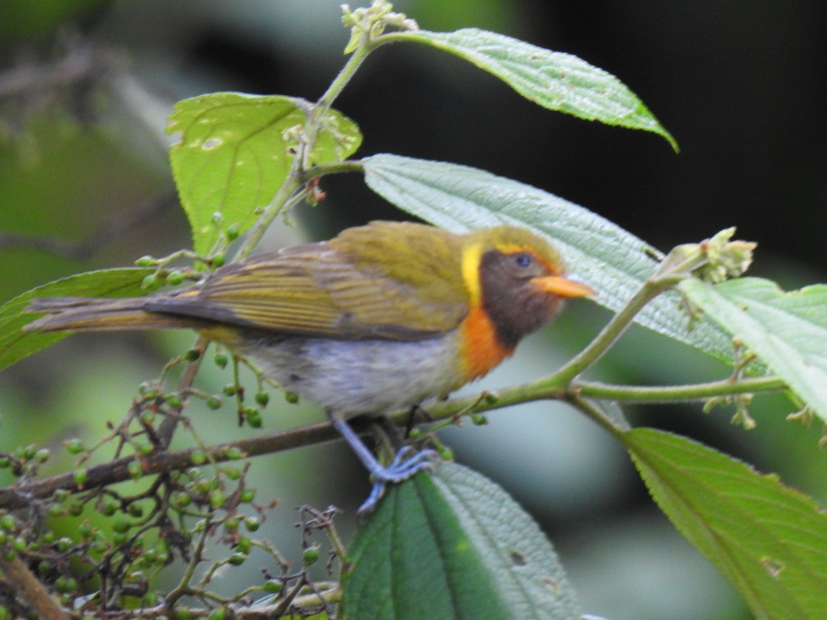 Guira Tanager - Justin Harris